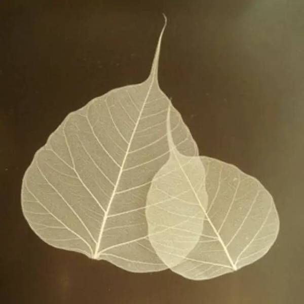 Leaf after rubbing, washing and drying. (Image: Network Photo/ NTDTV)