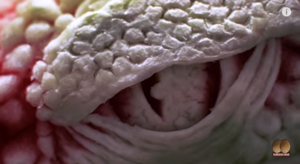 Close up of the eye. (Screenshot/YouTube.)