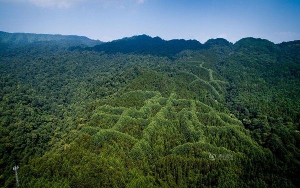 mysterious-pattern-forest-China-2