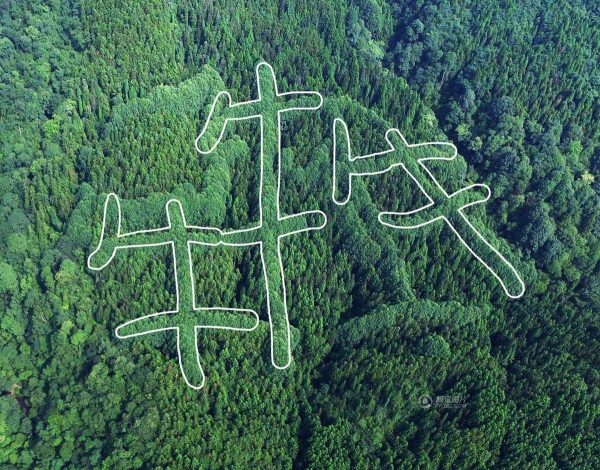 The tree pattern formed a huge Chinese character, in a bird's-eye view. (Image: Tencent.com)