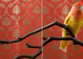 Claire Rosen’s Fantastical Birds of Paradise: Photography