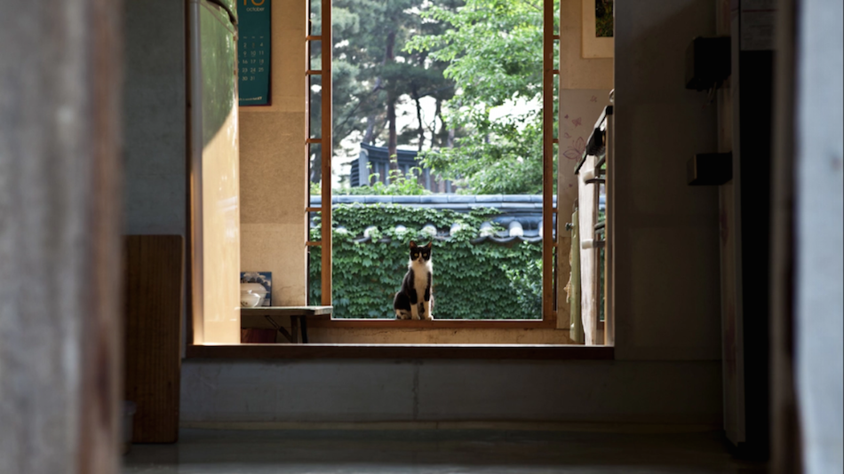 Cat resting inside the 1920s Joseon Dynasty Tea House. (Image via Jarrod Hall / Vimeo Screenshot)