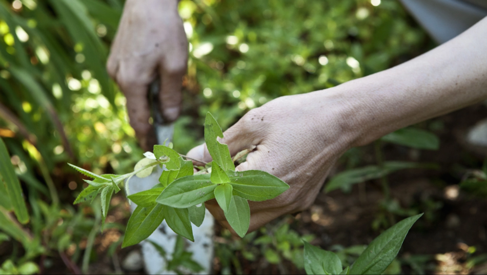 Beautiful plant and hand detail as Yongshee gardens - nicely captured by filmmaker Jarrod Hall. (Image via Jarrod Hall / Vimeo Screenshot)