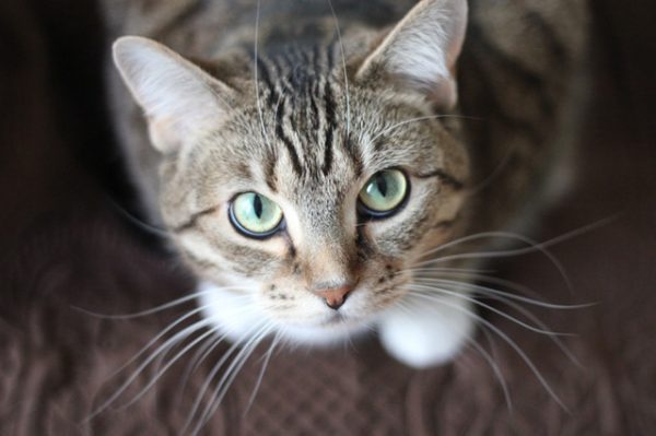 (Image: Krysten Merriman via PEXELS / CC0 1.0)