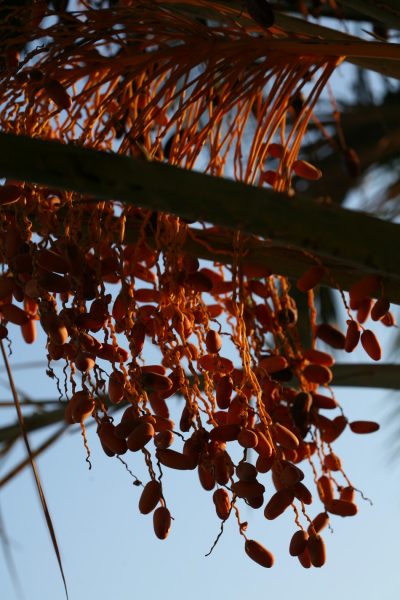 Red dates or jujube are one of the most popular health foods in China. (Image: prilfish via flickr / CC BY 2.0 )