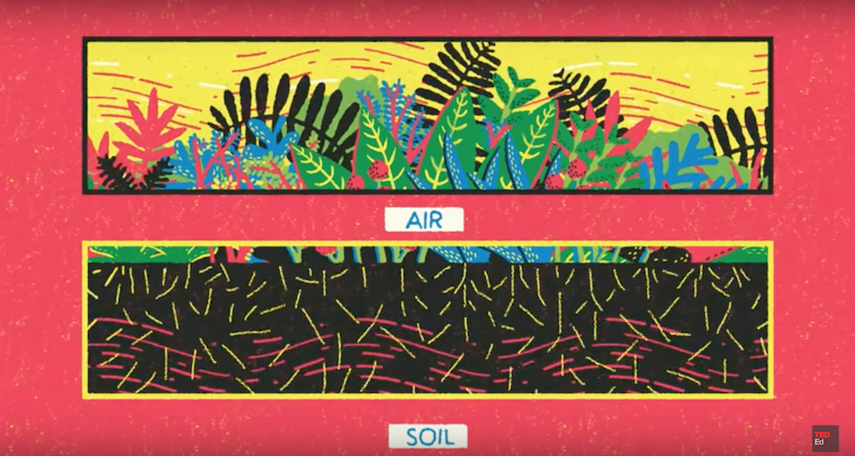Plants don't have to rely solely on those airborne broadcasts, signals can travel below the soils surface too. (Image: Yukai Du, via TED-Ed YouTube/Screenshot)