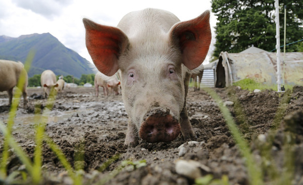 Pigs can fly on a farm in China. (Image: via pixabay / CC0 1.0)