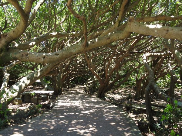 “Fengjianshu (Wind-cut Trees,風剪樹) is unique scene at Fugui Cape Park. (Image: Billy Shyu/ Vision Times)