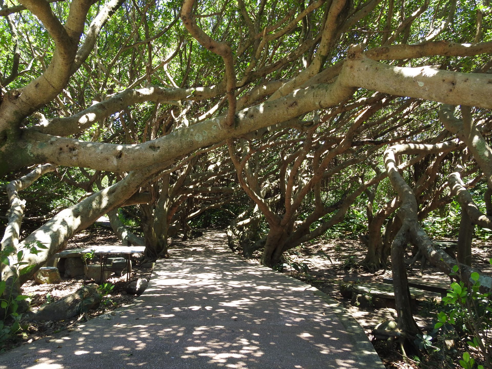 “Fengjianshu (Wind-cut Trees,風剪樹) is unique scene at Fugui Cape Park. (Image: Billy Shyu/ Vision Times)