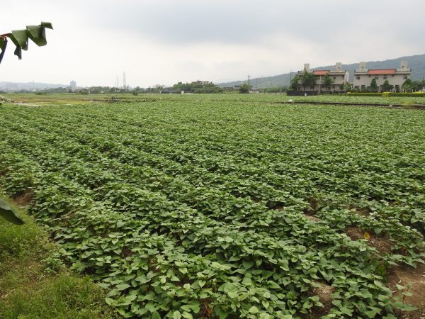 Sweet potatoes and sweet potato leaves are excellent ingredients for preventing chronic diseases, as many such diseases originate from chronic inflammation, which can be mitigated by lowering blood sugar, reducing blood lipids, regulating blood pressure, and improving overall health, including the prevention of type 2 diabetes.