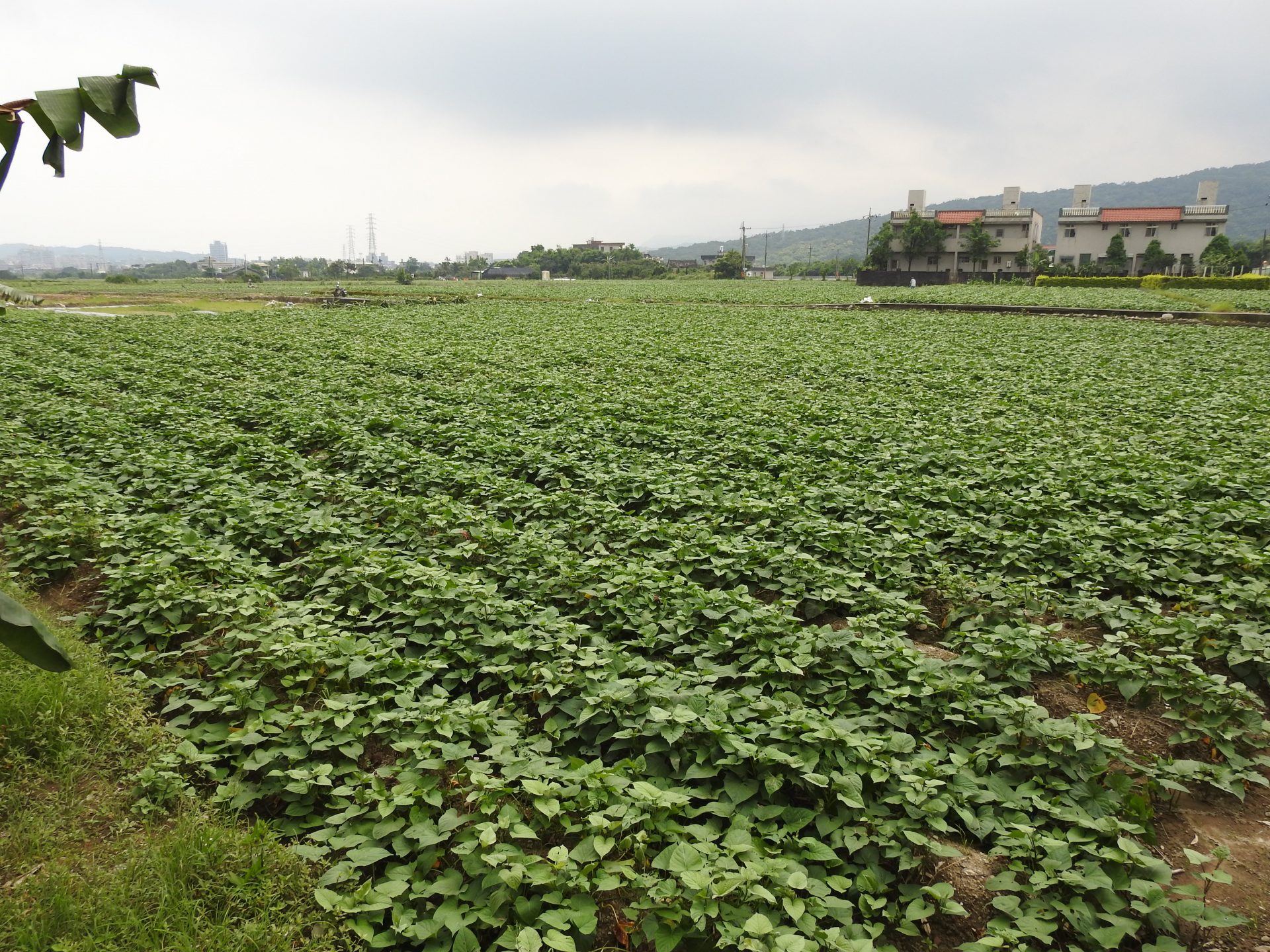 The immense fields of sweet potatoes in the Jinshan District. (Image: Billy Shyu/ Vision Times)