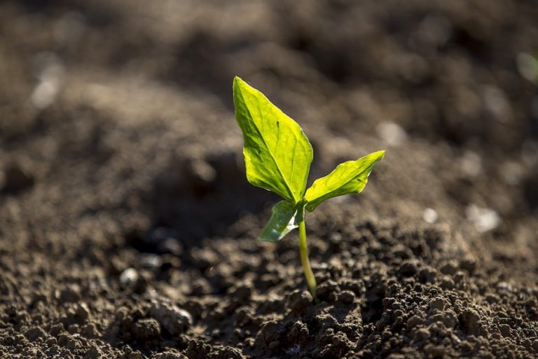 A plant sprouting.