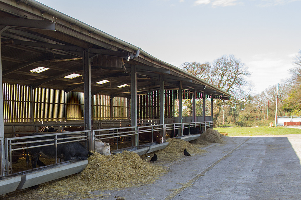 An investigation revealed that the cow shed and feeding and milking racks were all made of metal and was probably the cause of the cows collective death. (Image: 10 10 via flickr CC BY 2.0 )