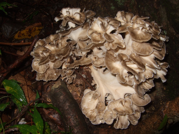 Maitake mushrooms, also known as hen of the woods, ram’s or sheep’s head, maitake mushrooms grow at the base of hardwood trees such as oaks. (Image: Wendell Smith via flickr CC BY 2.0 )