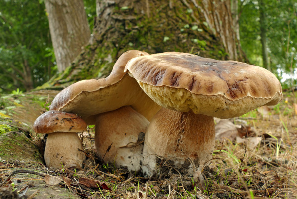 King Bolete mushrooms (Boletus edulis) is a most sought-after edible bolete. It is frequently found at the edges of clearings in broad-leaved and coniferous forests. (Image: Bernard Spragg via flickr CC0 1.0)