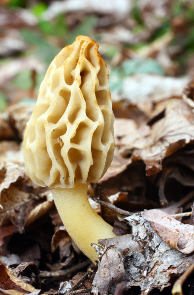 Edible morels are considered a gourmet’s delight and one of America’s most popular and highly regarded mushrooms. (Image: Jason Means via flickr CC BY-NC-ND 2.0 )
