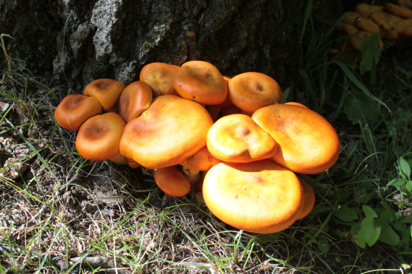 The toxic jack-o’-lantern mushroom is a common mushroom and has two forms in the United States. (Image: Amy Rebella via flickr CC BY 2.0 )