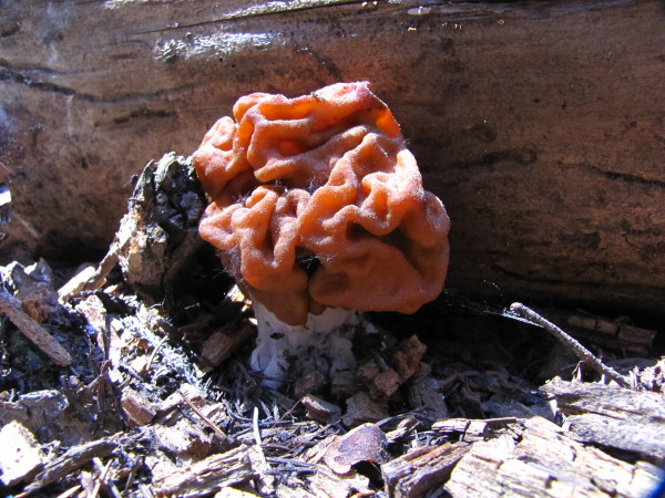 The caps of false morels have a wrinkled, brain-like or saddle shaped structure rather than a honeycomb look. (Image: Bryant Olsen via flickr CC BY-NC 2.0 )