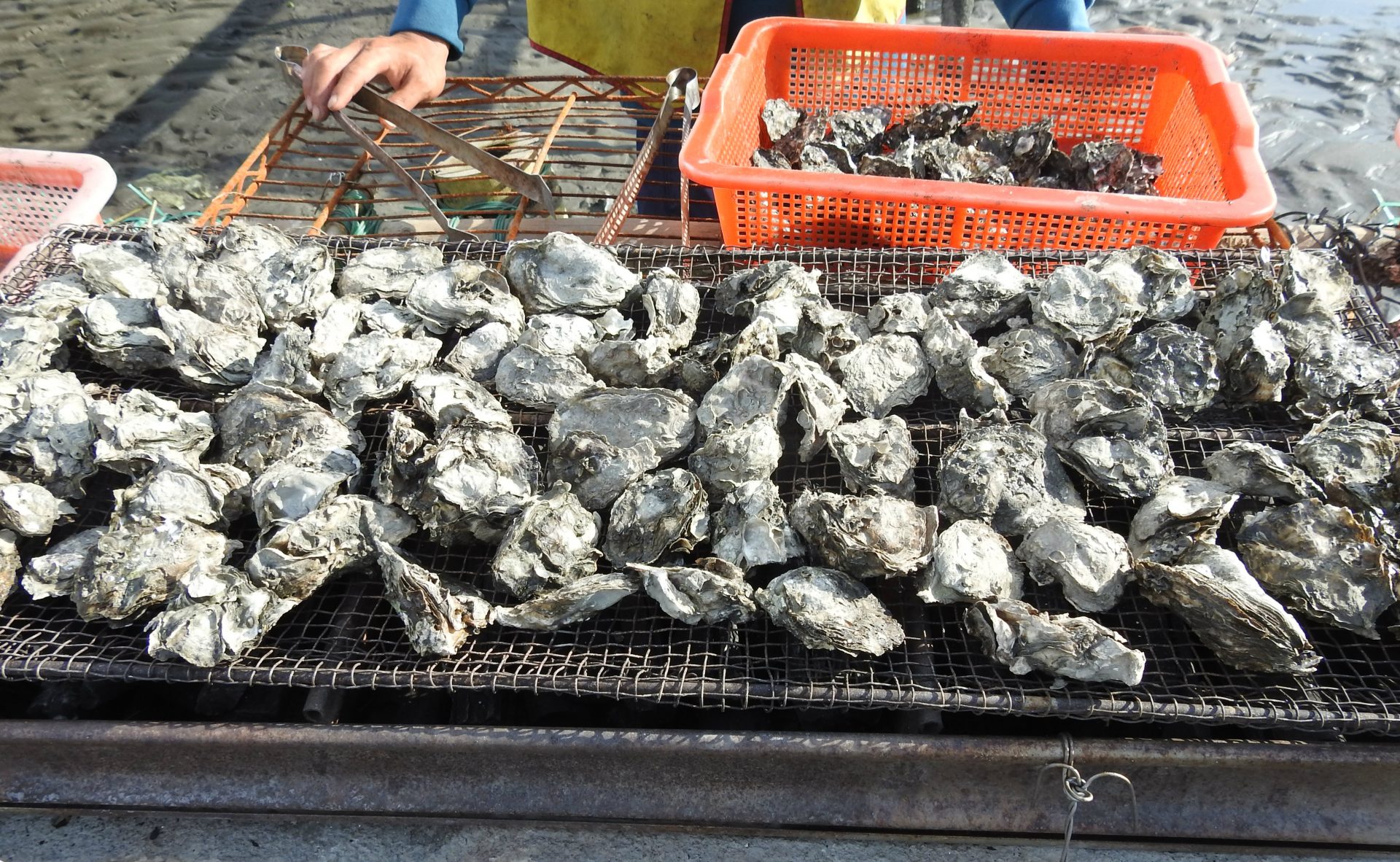 Fresh oysters are grilled on a makeshift facility at the lagoon in Wanggong. (Image: Billy Shyu/ Vision Times)