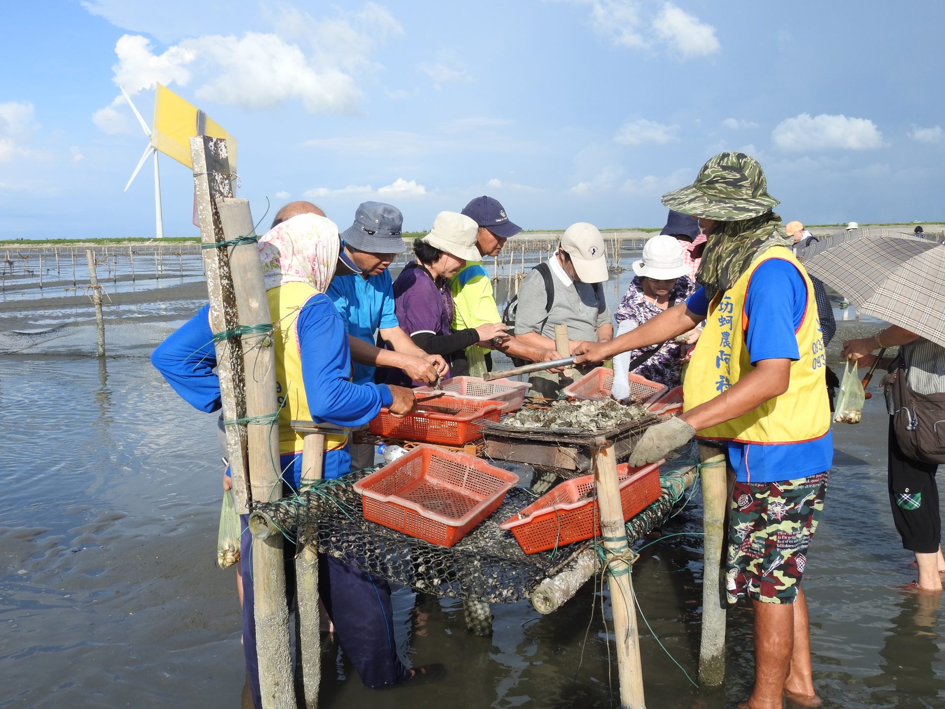 Patrons can eat grilled or raw oysters as much as possible during the exploration of the intertidal zone in Wanggong. (Image: Billy Shyu/ Vision Times)