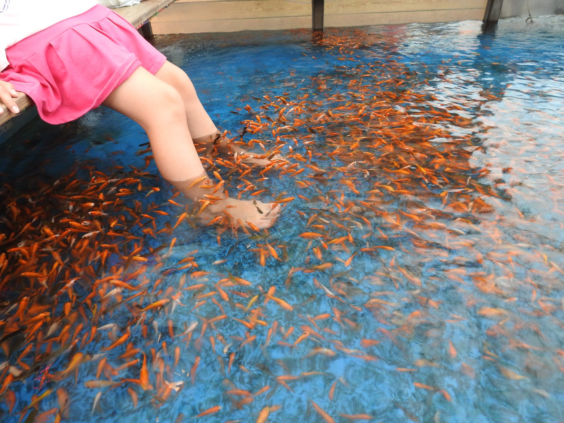 It's a great experience to soak feet in distinctive fish ponds to let small golden fishes to suck off dead skin from our feet. (Image: Billy Shyu/ Vision Times)
