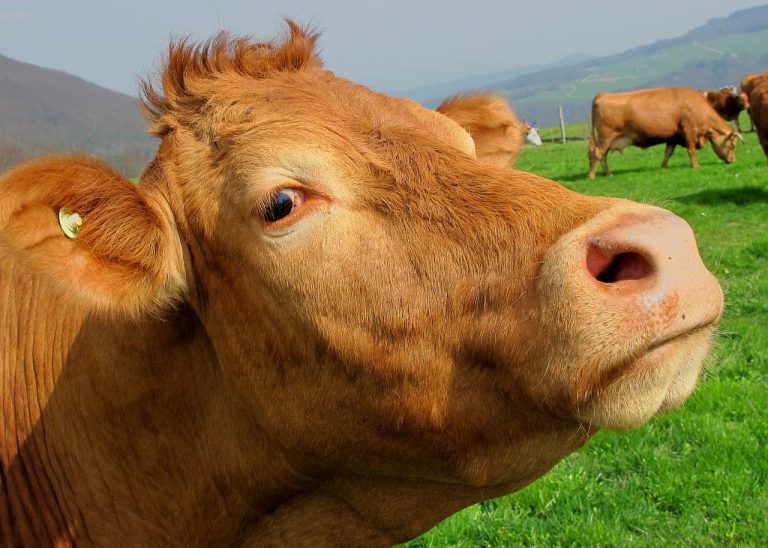 Remote sensors are revolutionizing agriculture and have been seen in such devices as wearables for livestock and smart greenhouses and barns. (Image: pixabay / CC0 1.0)