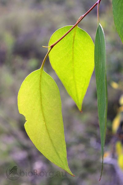 Hold a eucalyptus leaf against the sunlight to see the quantity of the oil.