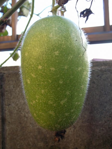 Wax gourd can also reduce heat in the body and eliminate sputum. (Image: via flickr CC BY-SA 2.0)