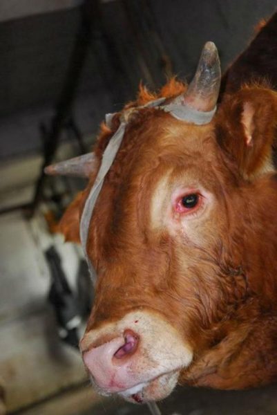 A cow cried before being slaughtered.