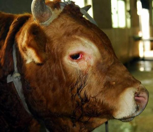 A cow cried before being slaughtered.