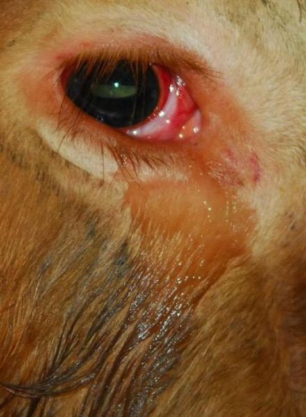 A cow cried before being slaughtered