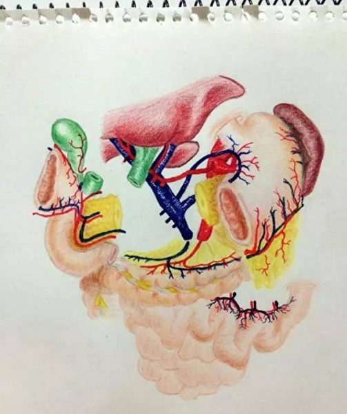 Fu took 2 hours to draw the illustration. She used different color markings to distinguish the duodenum, pancreas, liver, bile duct, blood vessels and other organs. (Image: Fu Zhiqin/ntdtv)