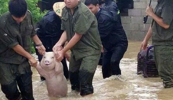 A smiling pig