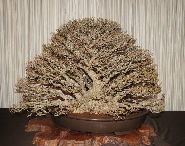 One of the gold award-winning bonsai works at the 2017 Han Feng Bonsai Exposition (Image: Billy Shyu/ Vision Times)
