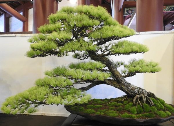 One of the gold award-winning bonsai works at the 2017 Han Feng Bonsai Exposition (Image: Billy Shyu/ Vision Times)