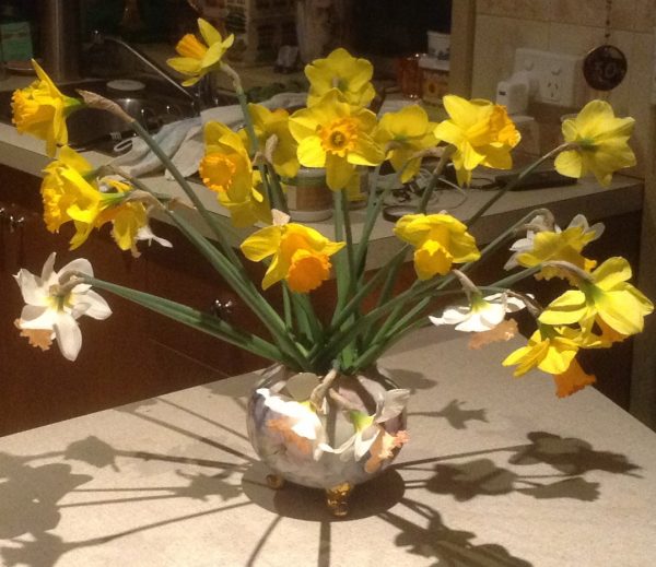 Picture of cut daffodil flowers in a vase by Trisha Haddock