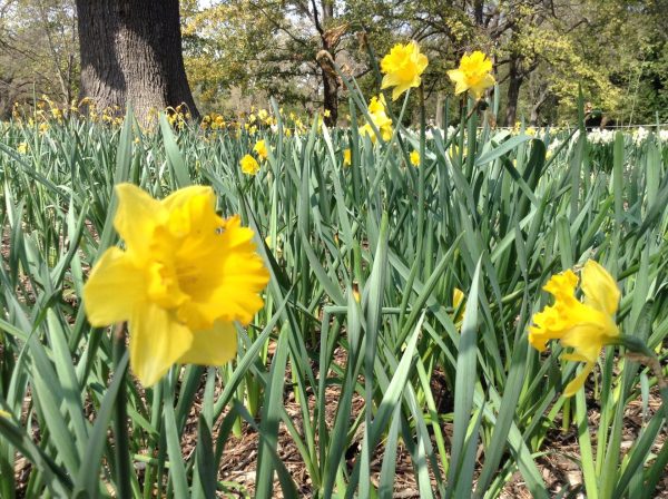 Photo of Daffodils at the Melbourne Botanic Gardens. by Trisha Haddock