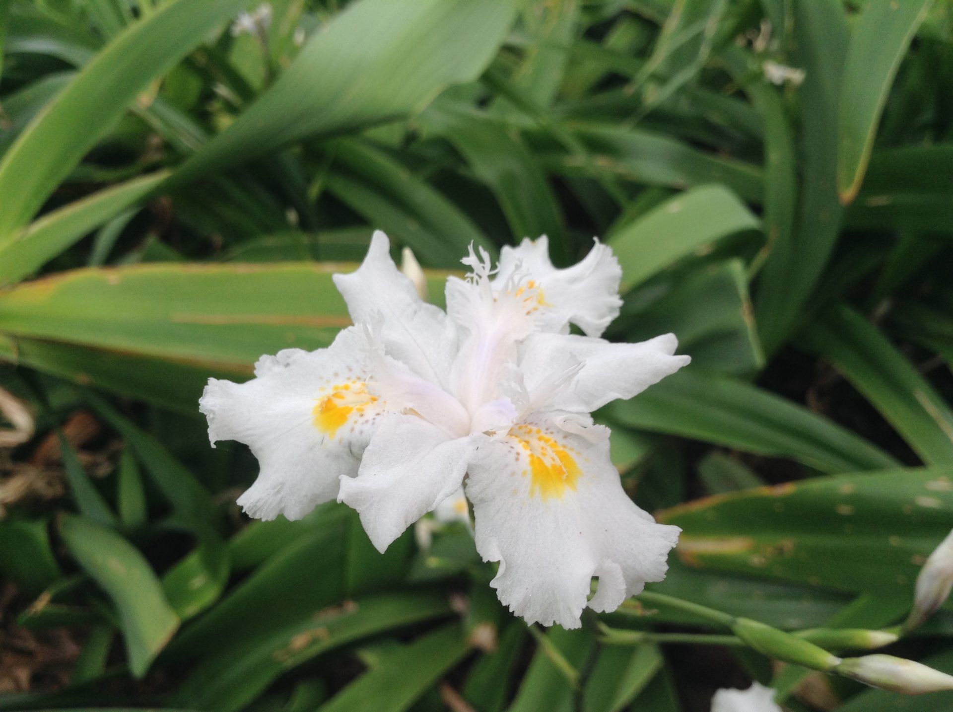 Iris Japonica close up at Melbourne Botanic Gardens. By Trisha Haddock.