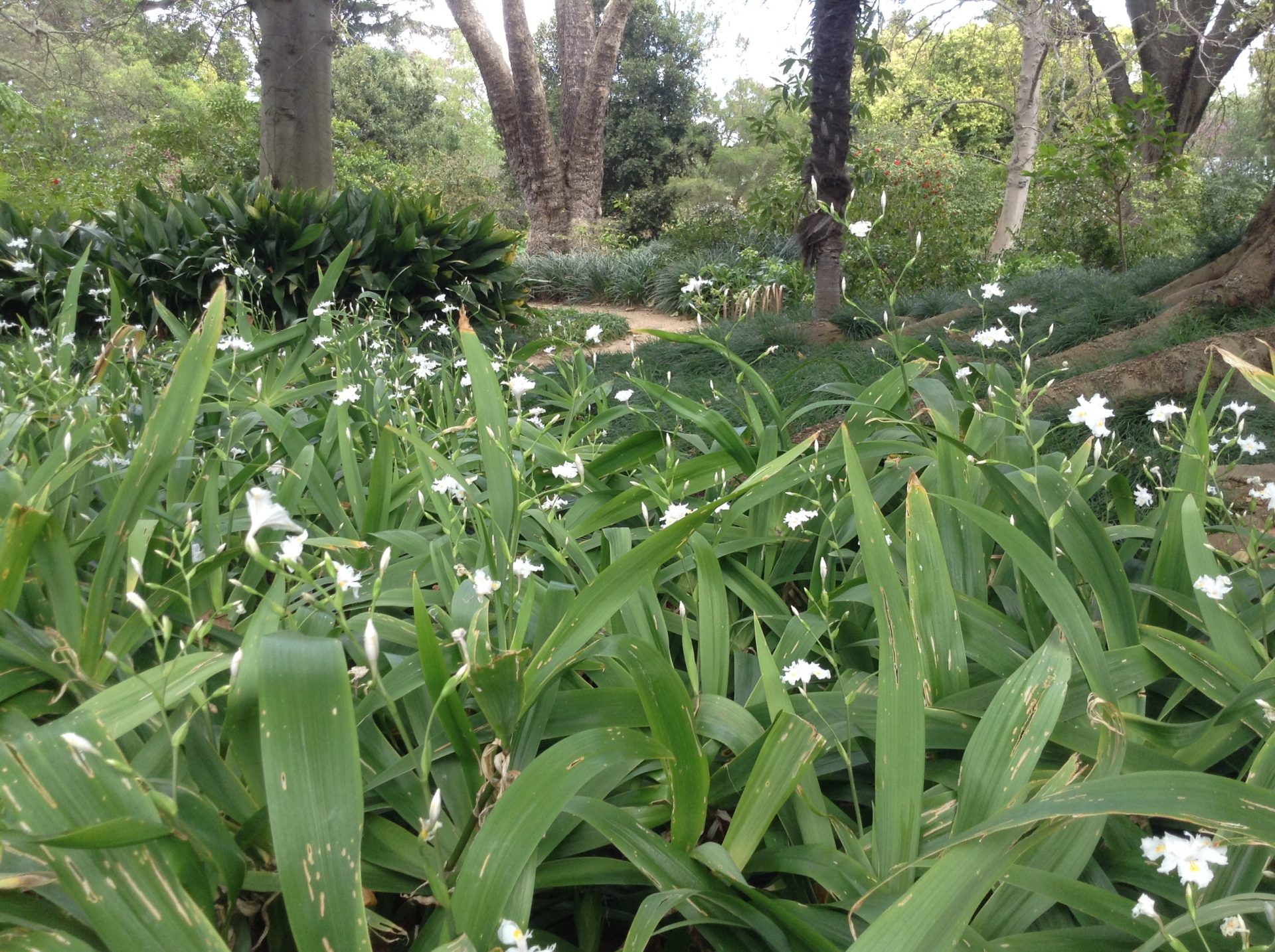 Iris Japonica at Melbourne Botanic Garden. By Trisha Haddock.