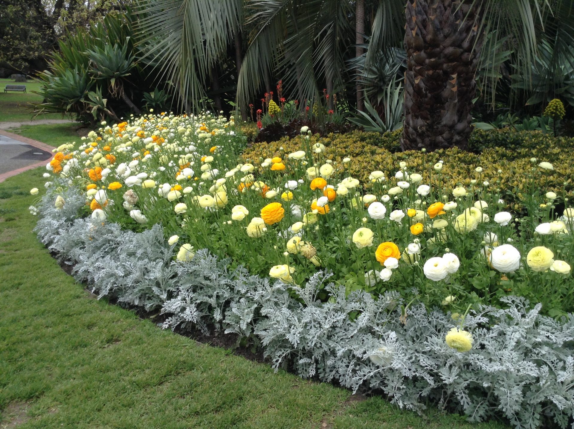 Photo of Rununculus flower bed at Fitzroy Gardens in Melbourne, by Trisha Haddock