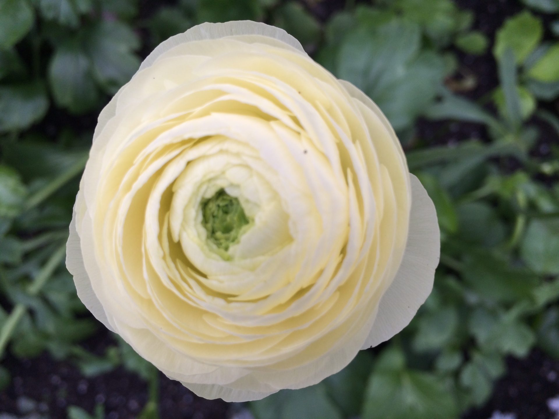 Photo of Ranunculus taken at Fitzroy Gardens, Melbourne, by Trisha Hadock