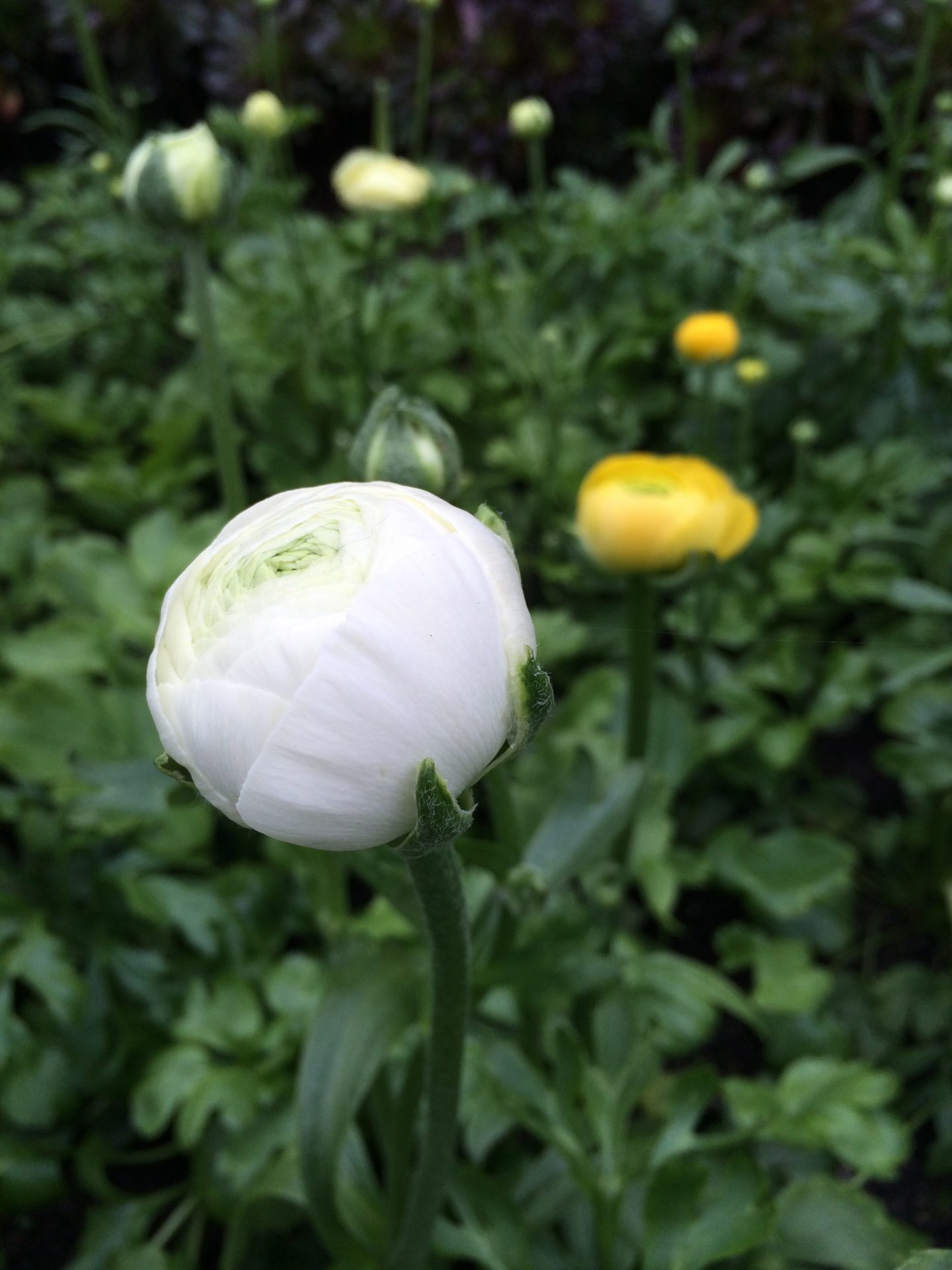 Photo of Ranunculus at Fitzroy Gardens in Melbourne, by Trisha Hadock