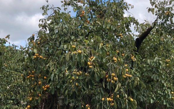 A persimmon orchard located in Taiwan’s Hsinchu County (Image: Billy Shyu via Nspirement)