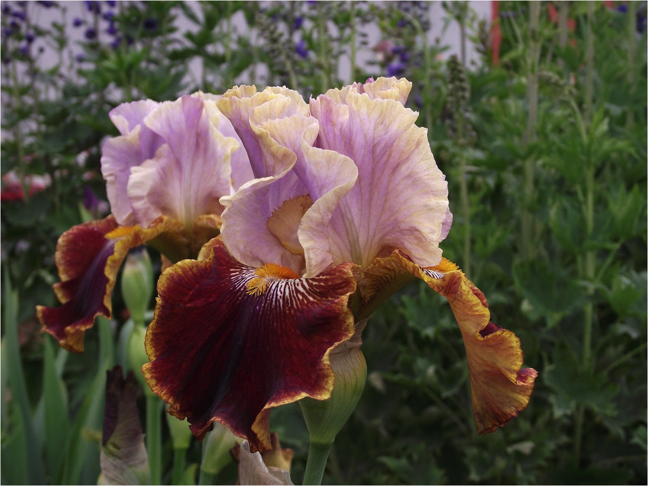 Photo of a bearded Iris. (Image: Pixabay / CC0)