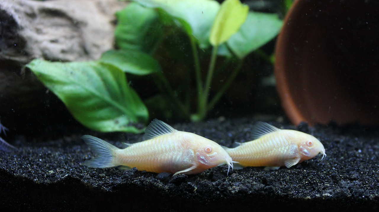 These and other albino creatures gave rise to area’s name "white animal village". (Image: pixabay / CC0 1.0)