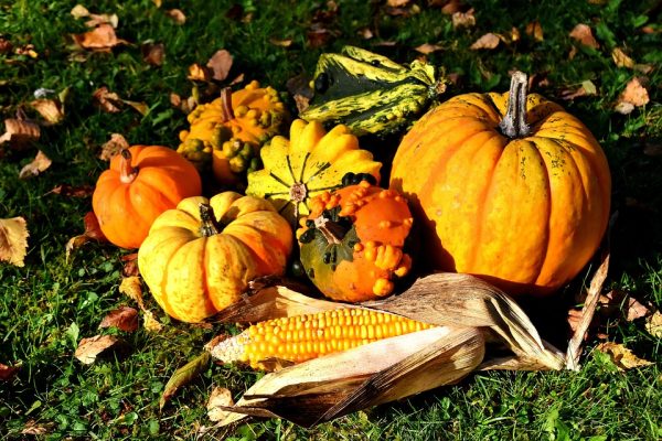 pumpkins-2780086_960_720