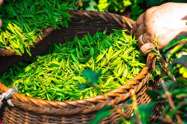 To make the desirable oolong tea it is necessary for the leaves to wilt in the sun after they are picked. (Image: pixabay / CC0 1.0)