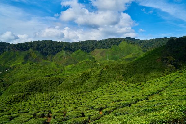 The best quality oolong tea is grown and processed in Taiwan. The costliest is Dong Ding, named for the Dong Ding Mountain in the Taiwanese Province of Nantou. (Image: pixabay / CC0 1.0)
