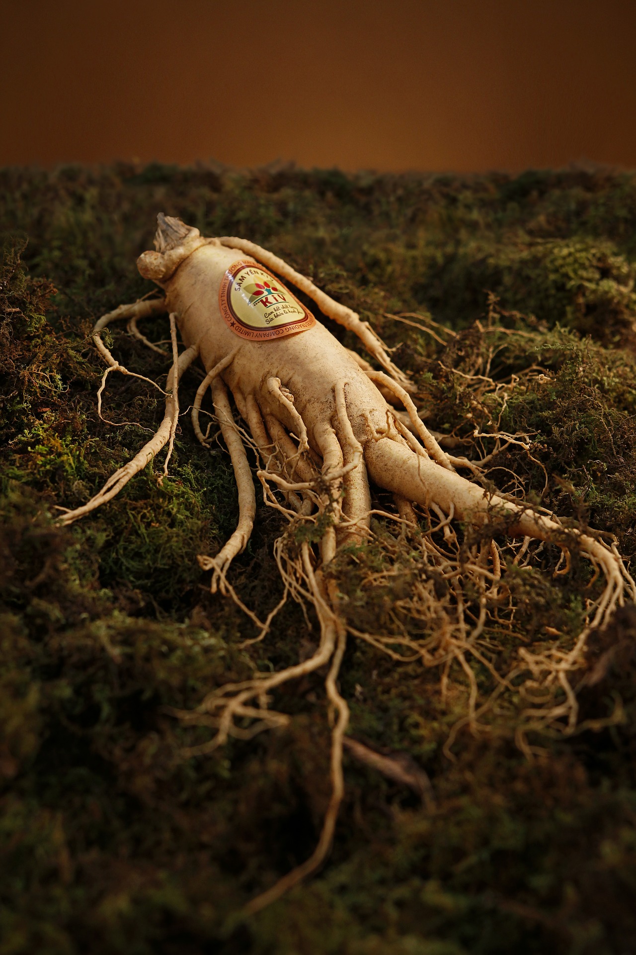 Wealthy Chinese will pay up to $200,000 for the vitality-enhancing properties of a premium grade ginseng root. (Image: pixabay / CC0 1.0)
