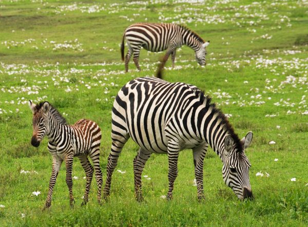 Tours gives you a direct look at the habitat and lives of antelopes, tigers, bison, and zebras. (Image: pixabay / CC0 1.0)